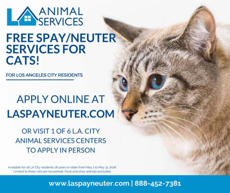 spay and neuter kittens