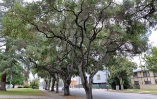 Hollywood High School trees