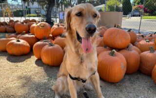Dog in front of pumpkins