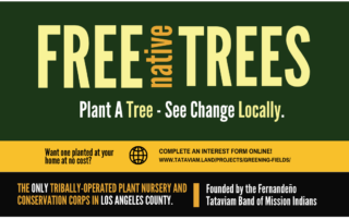 free native trees